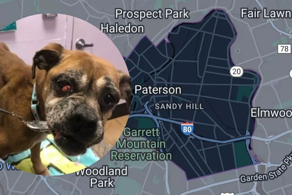 Just tragic – Elderly dog abandoned on Paterson, NJ, street