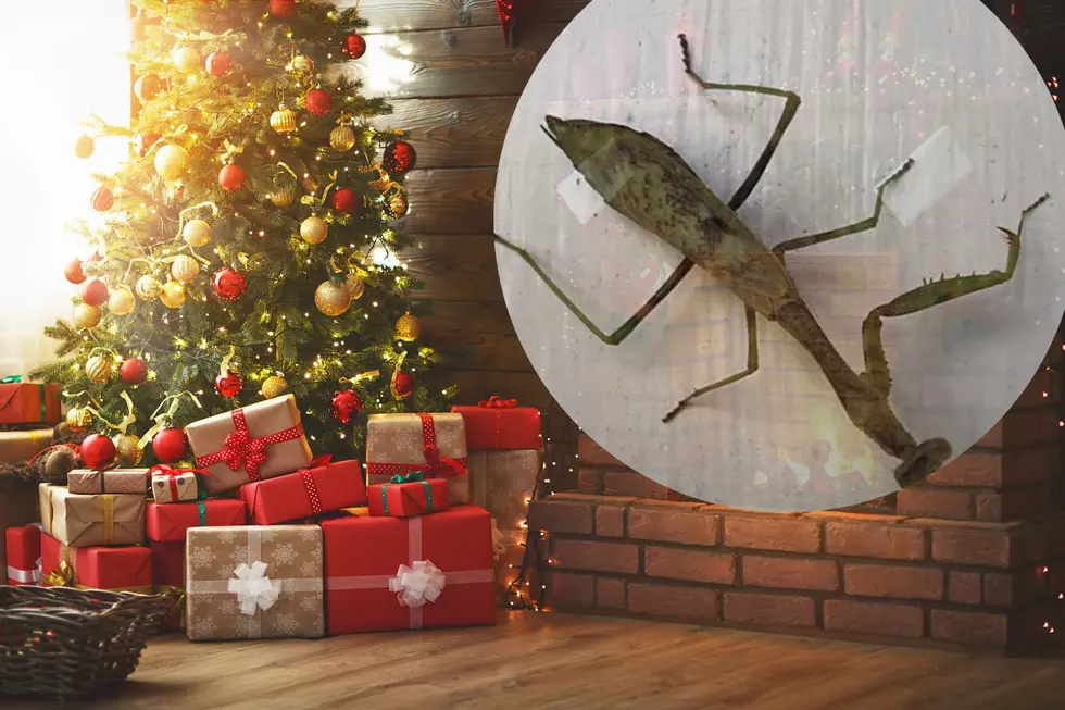 Yes, praying mantis eggs could be in your NJ Christmas tree but there’s no need to panic