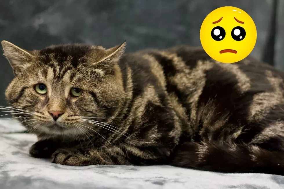 Sad cat ‘Fishtopher’ gets adopted in NJ after shelter profile goes viral