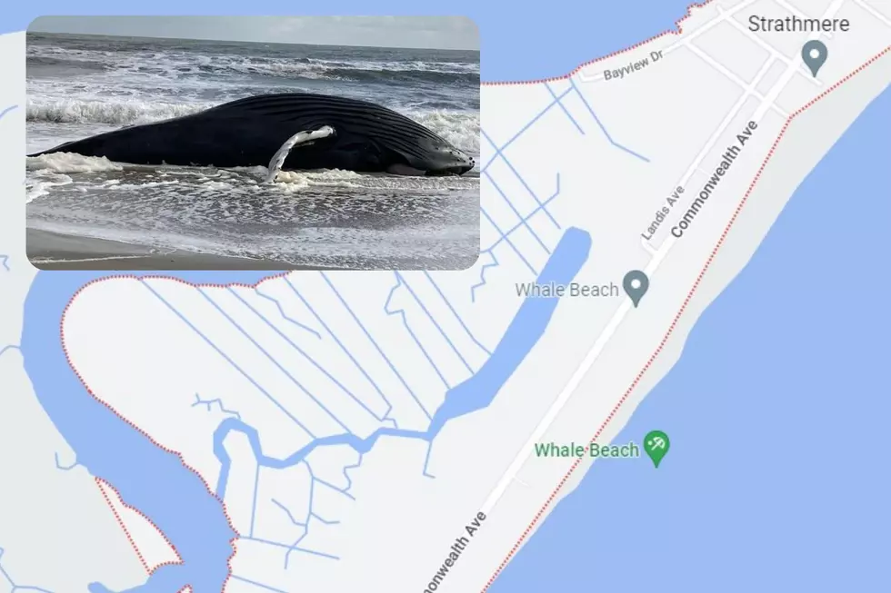 Another dead whale washes up at the NJ Shore