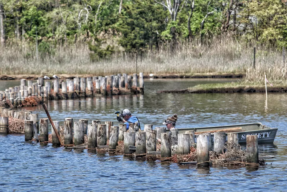 Don’t toss that Christmas tree. Recycle it and save the NJ shoreline