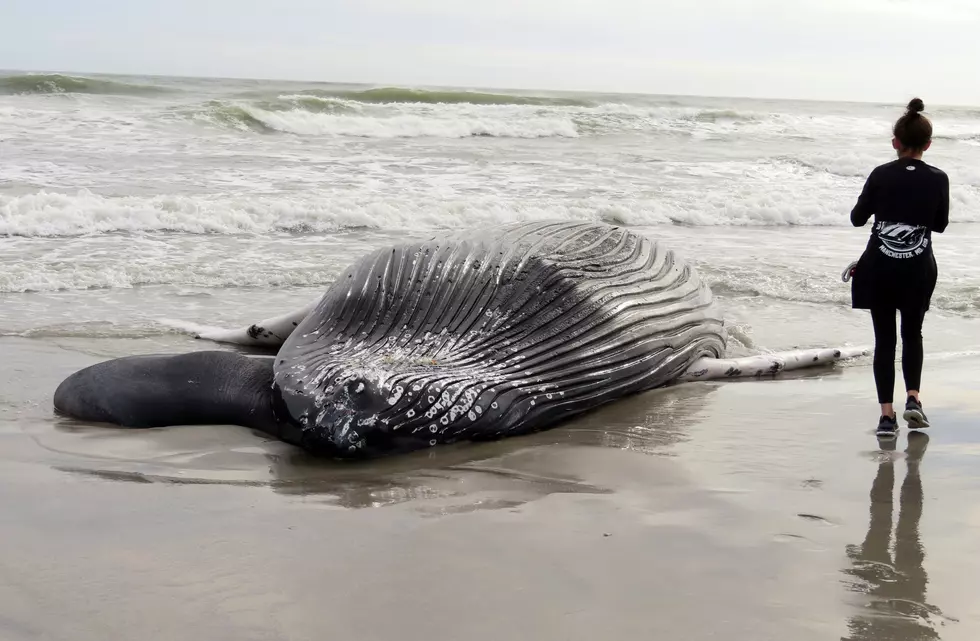 Calls grow to halt offshore wind farm work amid 9th whale death