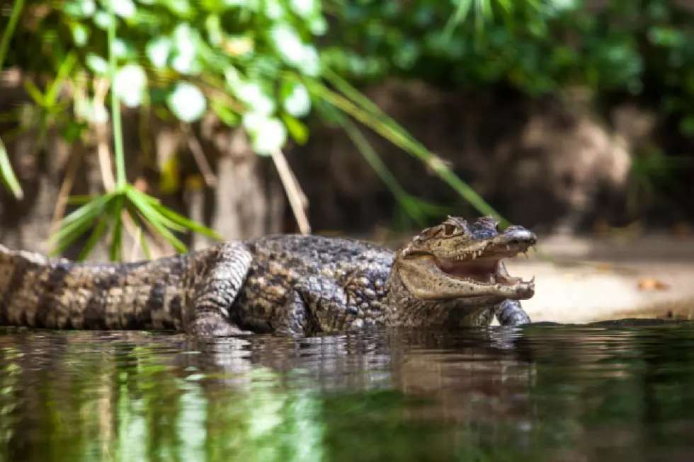 Fake good Samaritan in alligator case deserves a break