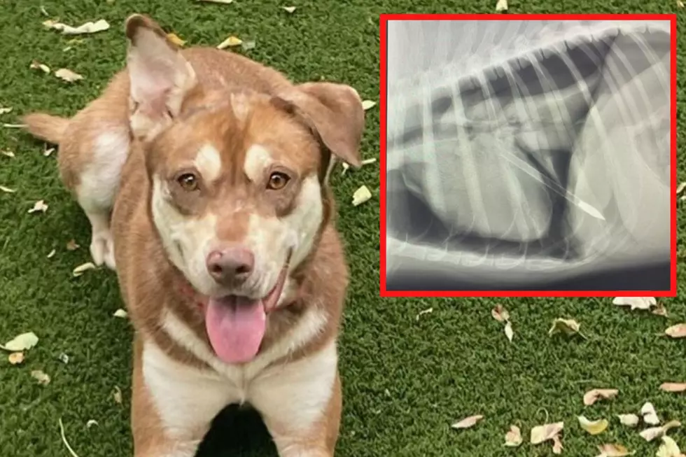 Who shot this NJ dog with a crossbow? Hidden abuse uncovered months later