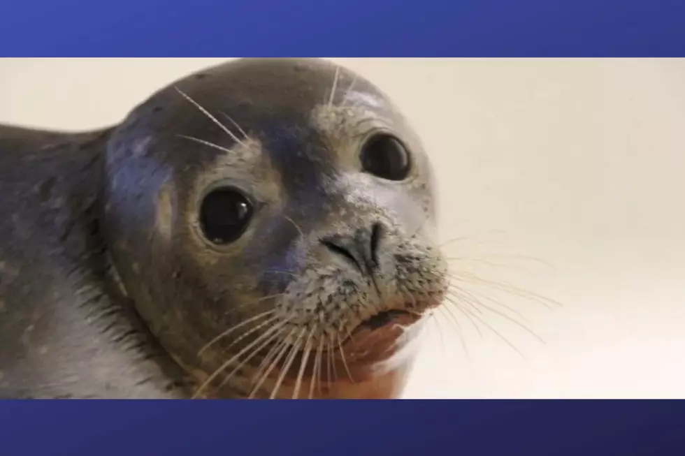 NJ marine mammal center is caring for its first patient of the season