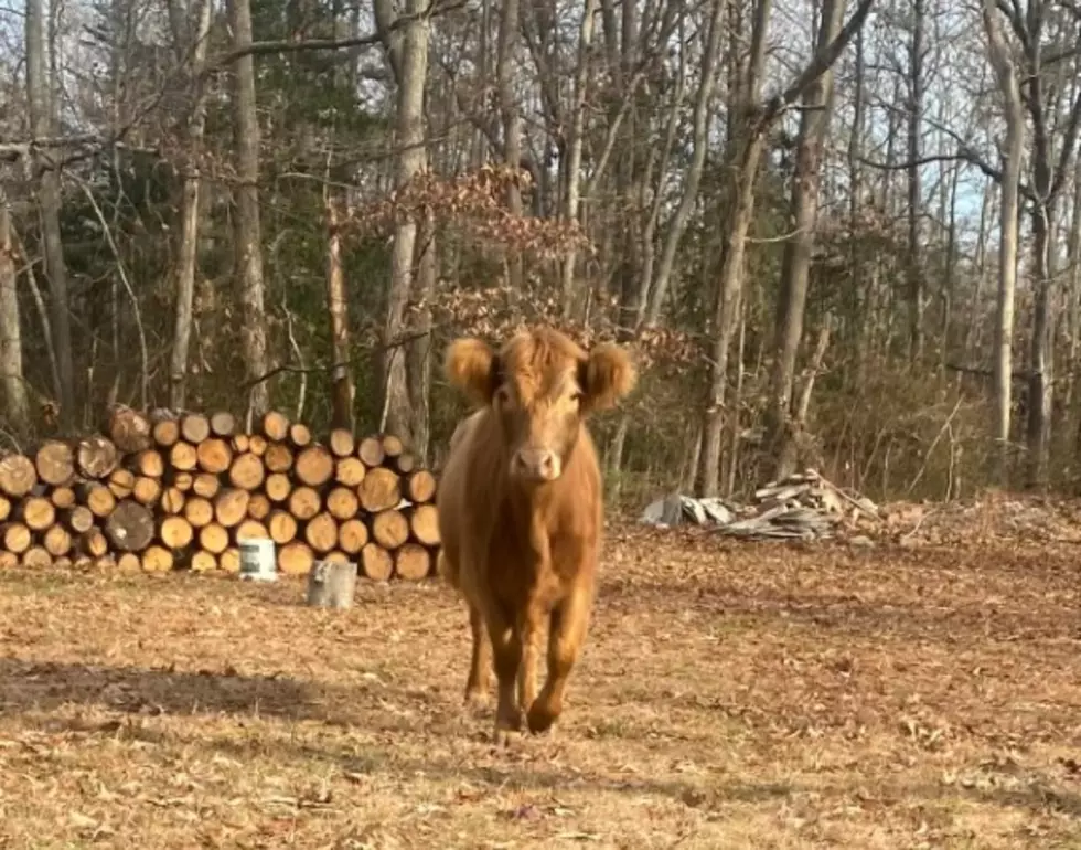 Beloved South Jersey cow is euthanized 