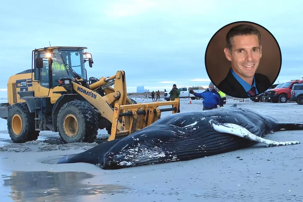 Jersey Shore town calls for offshore wind stop amid whale deaths