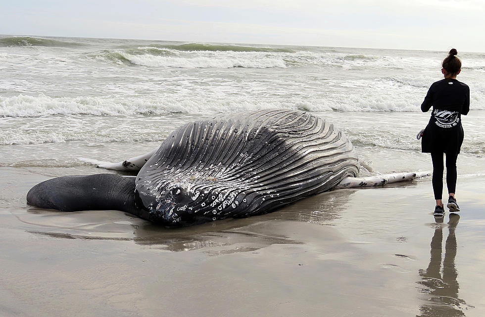 Wind Development to Blame For Whale Deaths? NJ Issues Statement