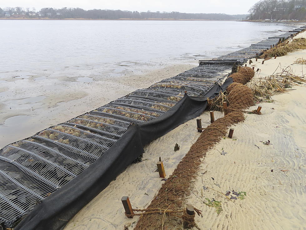 How coconuts protect the Jersey Shore, other eroding coasts