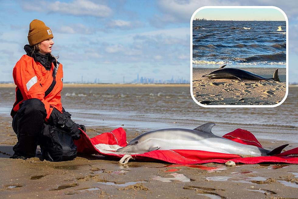 NJ rescuers have to euthanize baby dolphin after mom gets beached