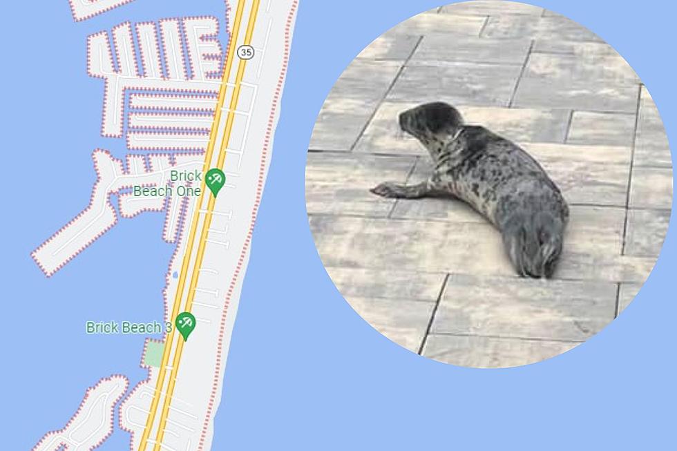 Cuteness alert! – baby seal crosses highway in Brick, NJ