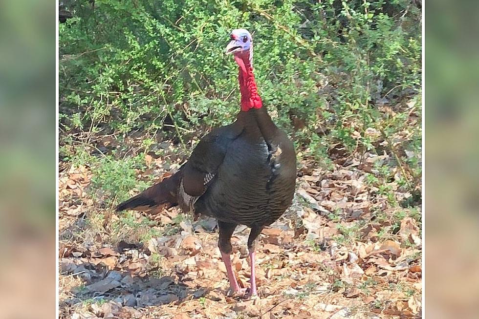 Bizarre and dangerous: Why a NJ turkey most likely charged my car
