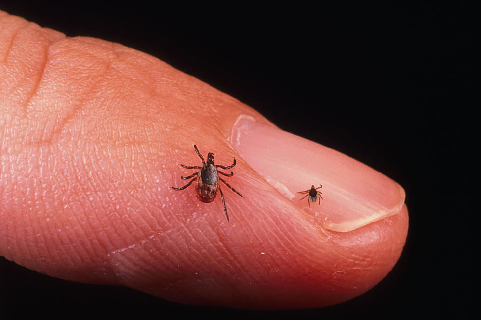 New Jersey counties with the most cases of Lyme disease