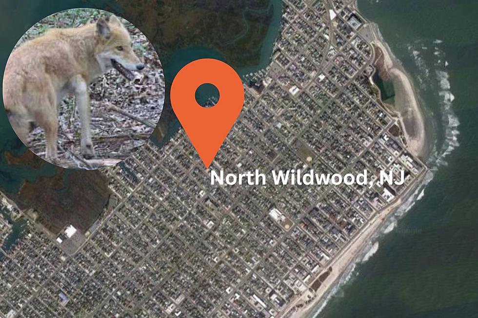 Coyote danger in North Wildwood, NJ – watch pets and small kids