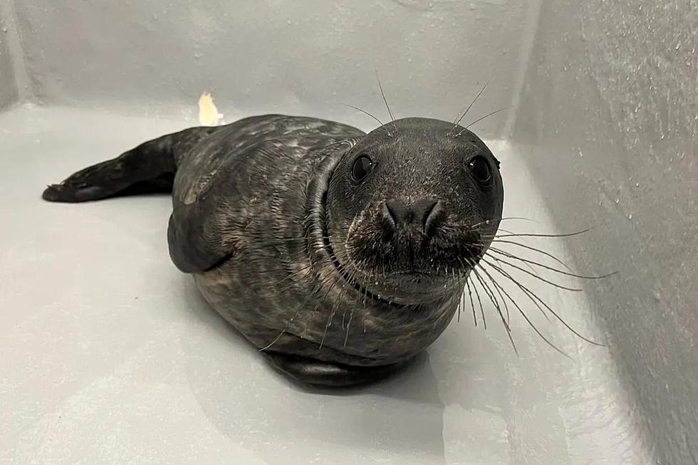 Do You Have $5? That's Enough to Help Feed a NJ Seal
