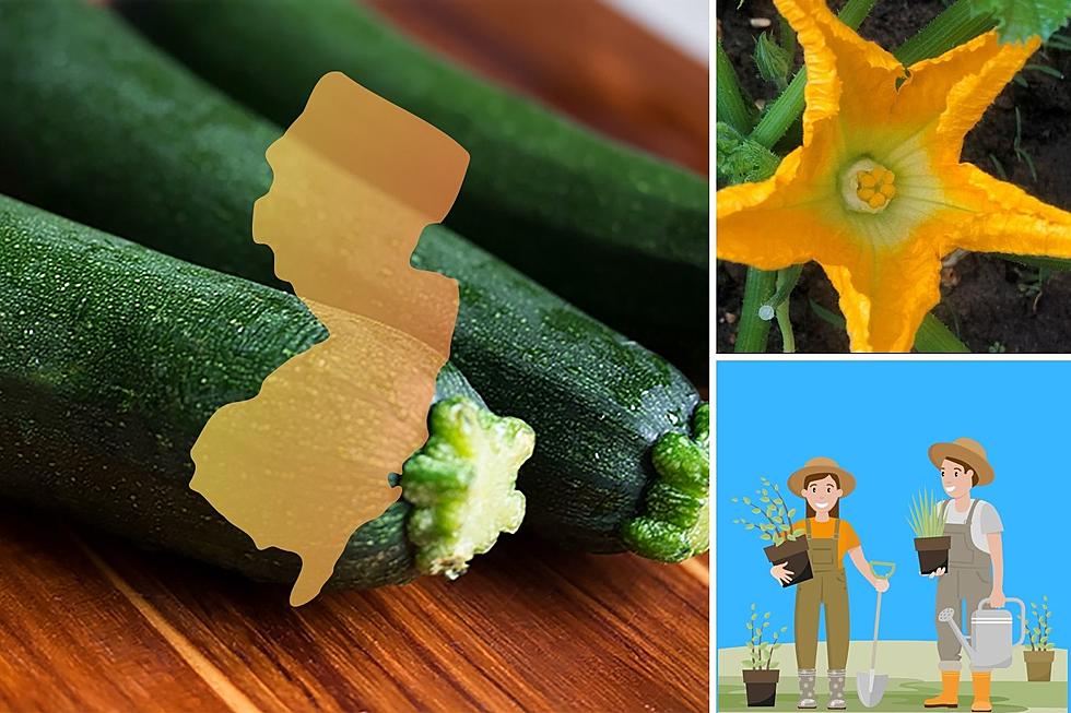 No luck with zucchini? Try these great tips for NJ garden success