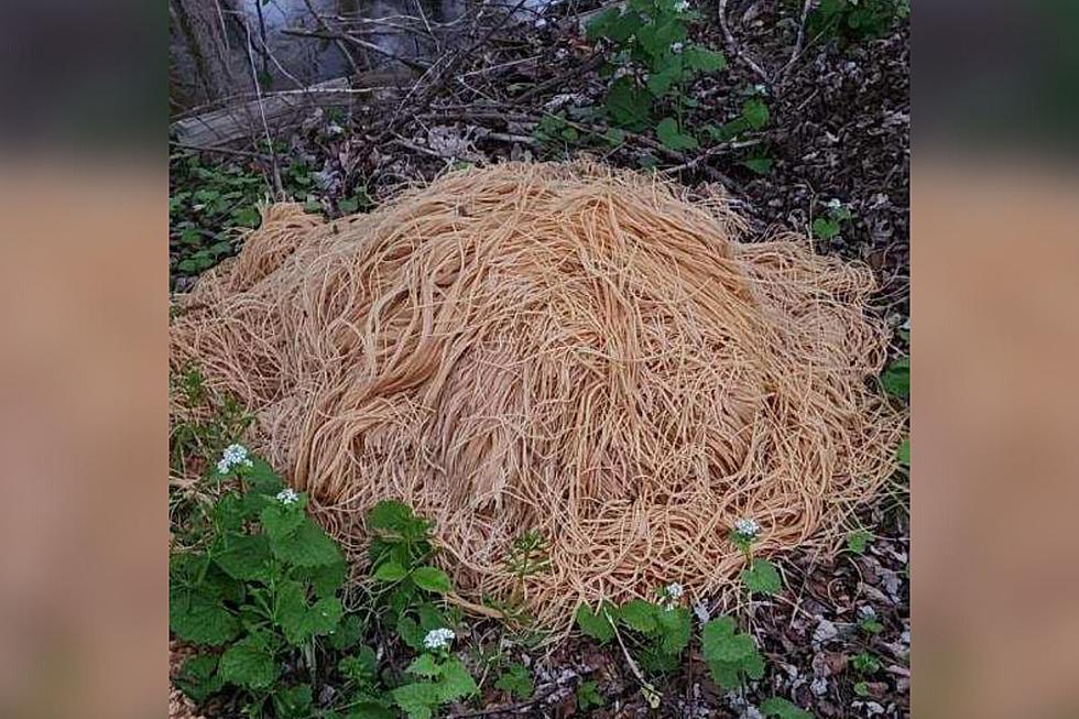 Mystery Solved: Illegal Pasta Dump in Old Bridge Explained