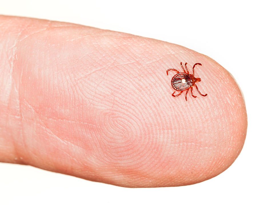 NJ ranks No. 2 for most confirmed cases of Lyme disease