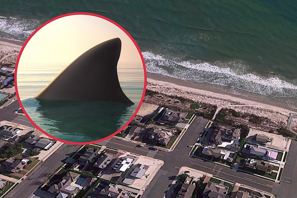 Shark attacks on the rise — NJ Top News 