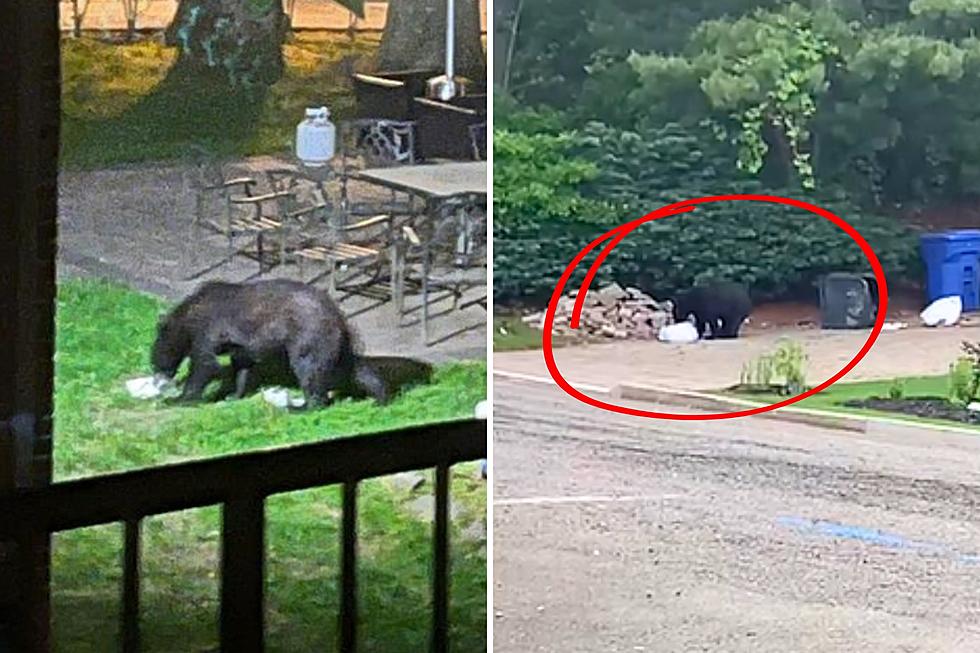 Watch out for another bear seen near homes in North Jersey