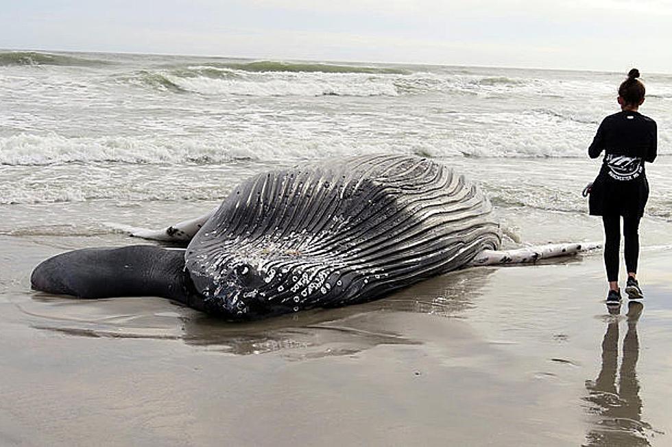 A new demand to halt NJ offshore wind, investigate whale deaths