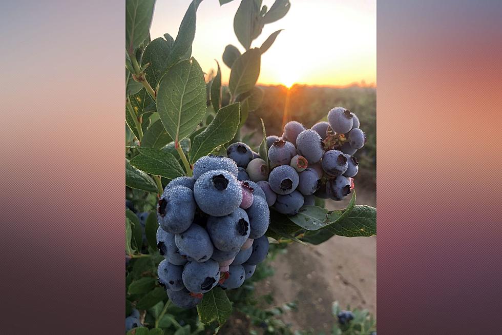 Great news this year for blueberry lovers in New Jersey