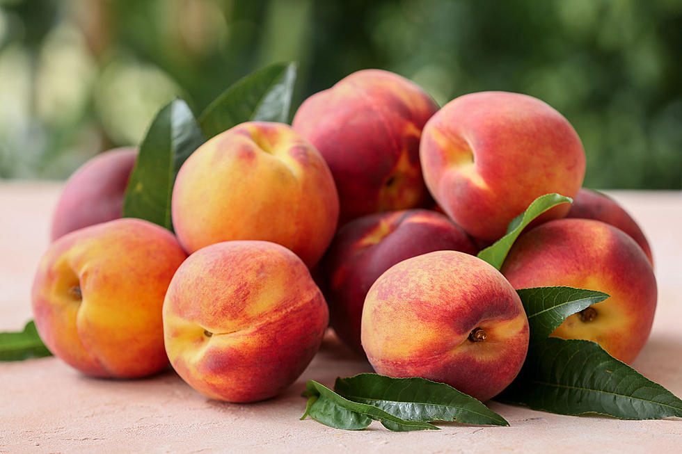 Peach picking season is almost here in New Jersey