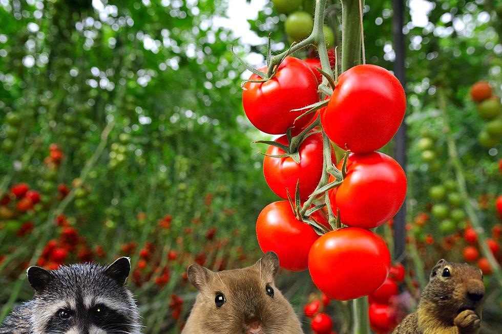 How to keep critters in NJ from eating your Jersey tomatoes