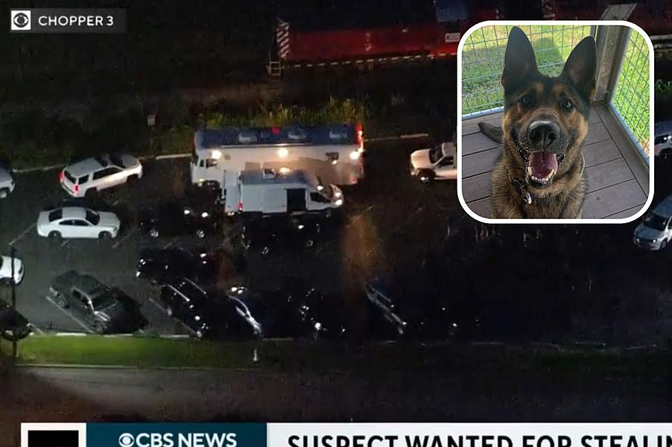 Man steals police vehicle with K9 inside in Gloucester County, NJ