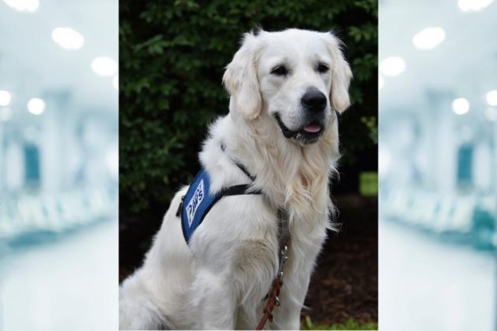 Meet the newest therapy dog for sick kids in Toms River