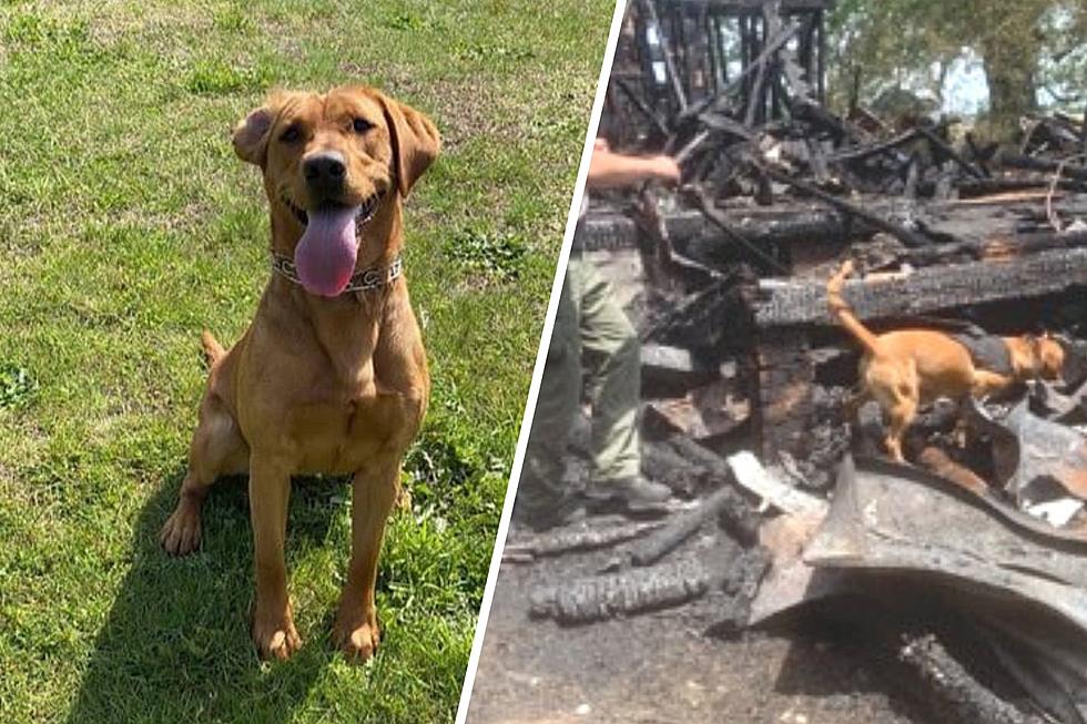 One year later, no answers or charges in the death of K9 Ember