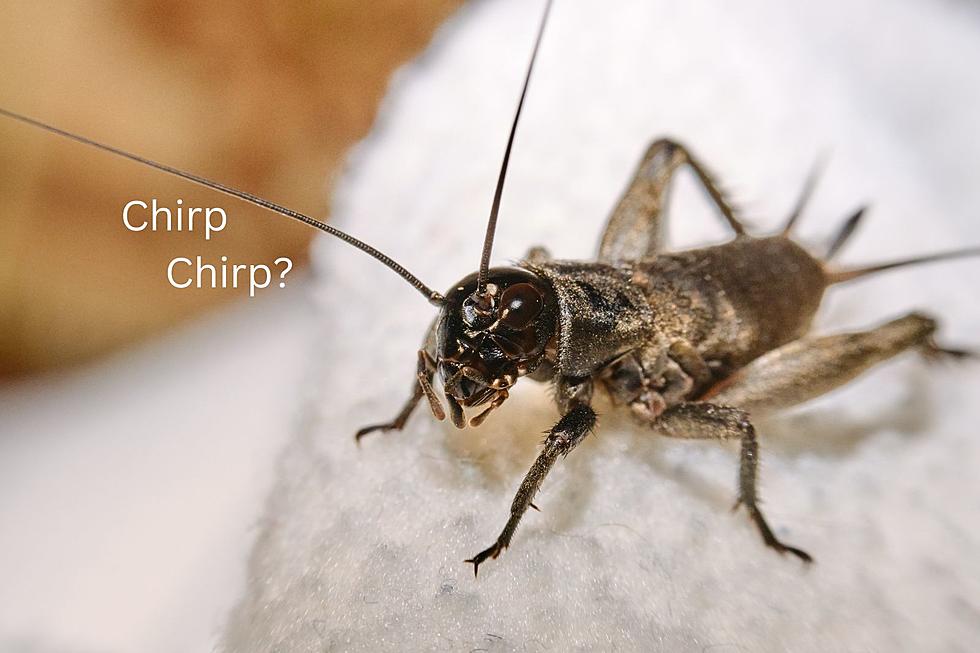 Something is happening with NJ's crickets: Can you hear it?