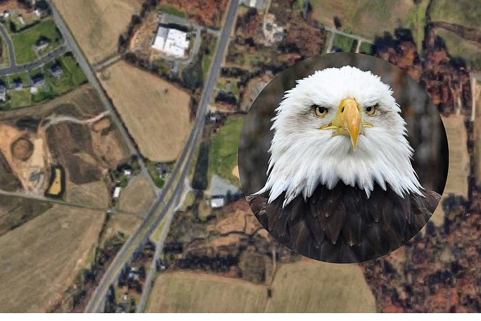 Bald eagle rescued from road in Burlington County, NJ