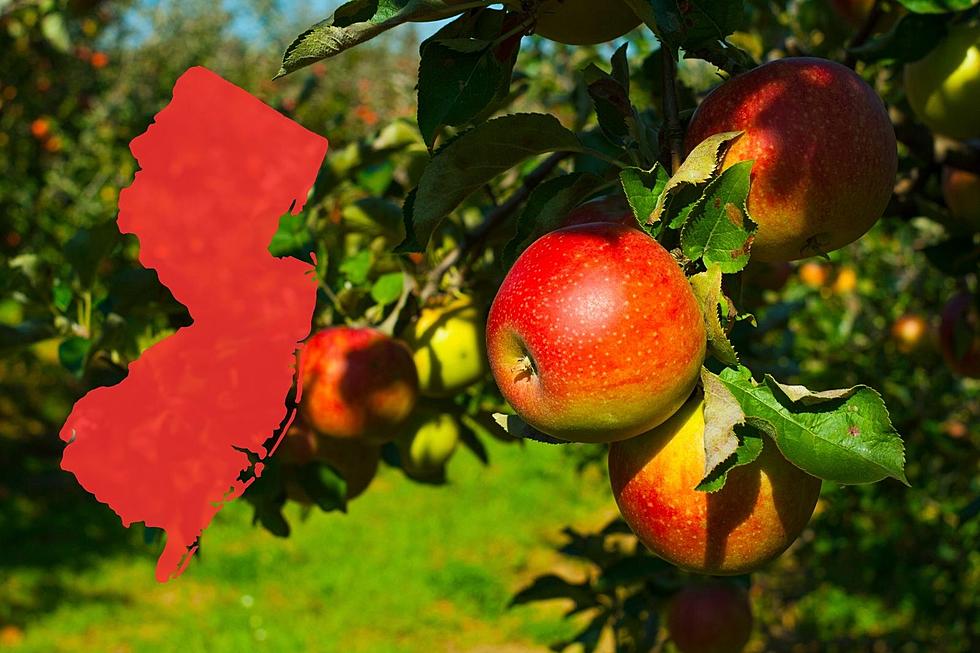 NJ apple orchards need your support now for unusual reason