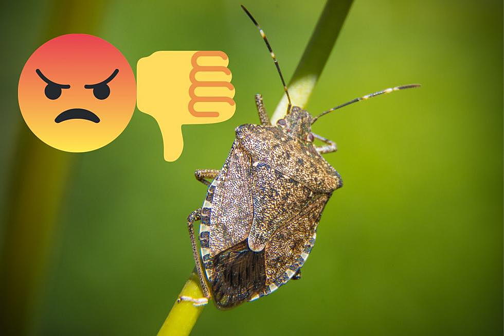 Stink bugs are back in NJ with a vengeance this year