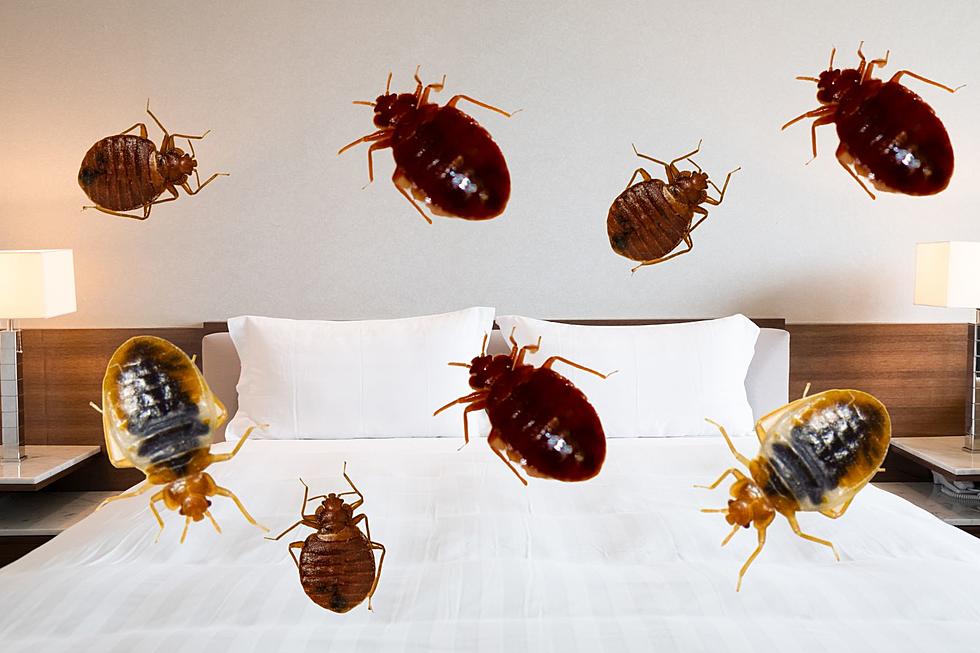 New Jersey is surrounded by bed bugs
