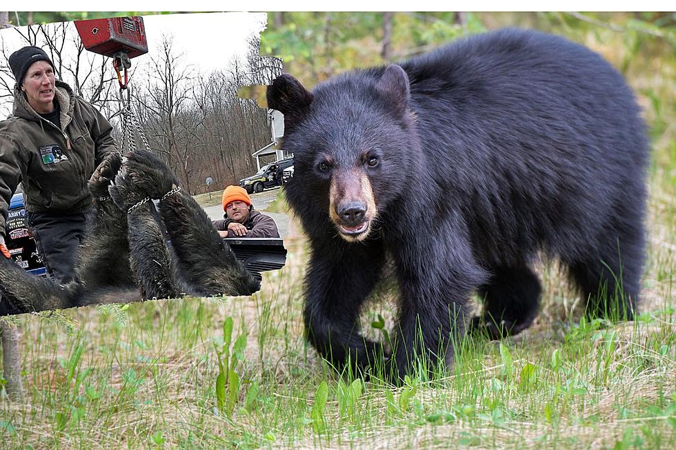 More than 100 bears killed on day one of NJ hunt