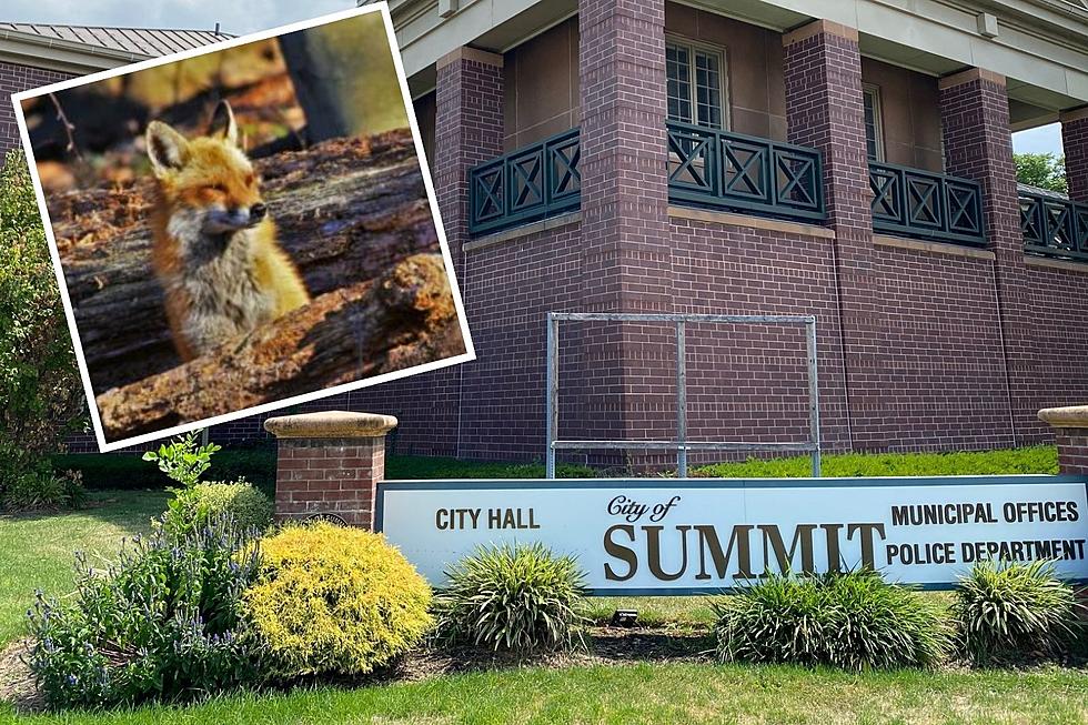 Officials kill fox believed to have attacked pets in Summit, NJ
