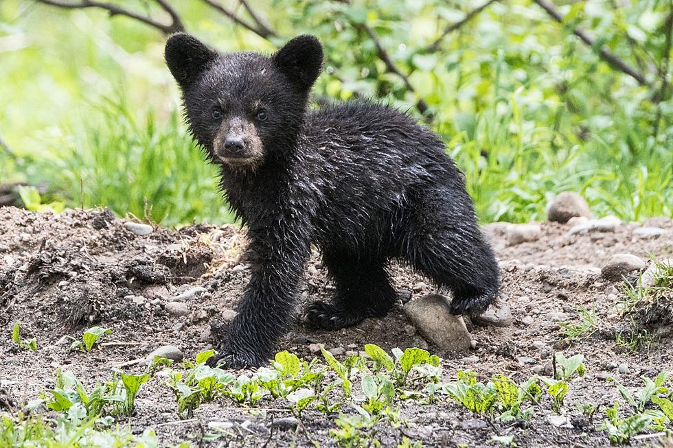 Bear cub warning to all New Jersey hunters