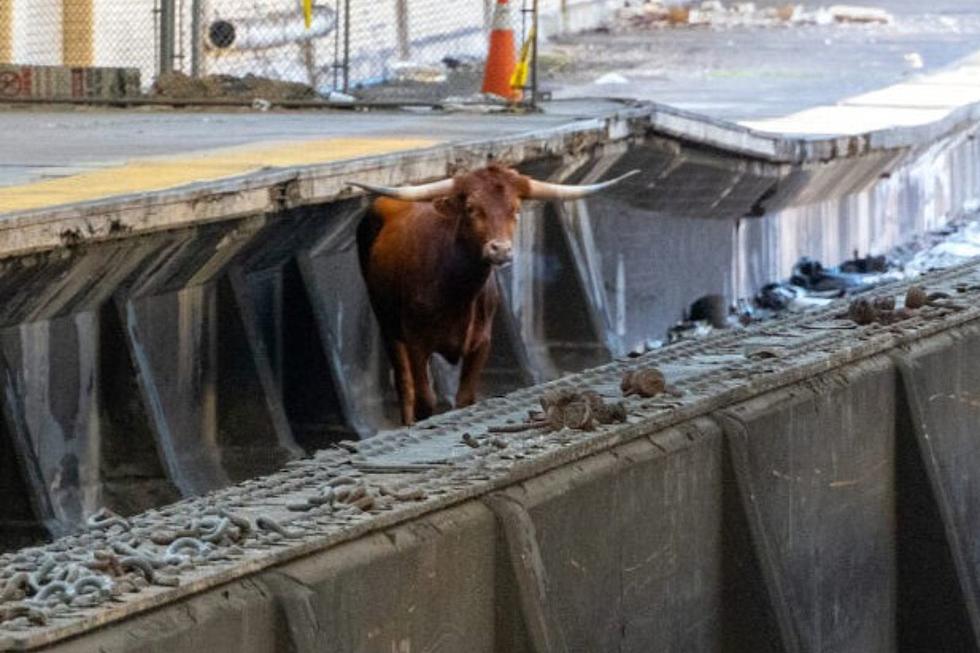 Steer clear — Bull wanders onto tracks at Newark Penn Station