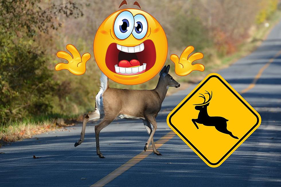 Deer collisions: The one thing you should never do in NJ