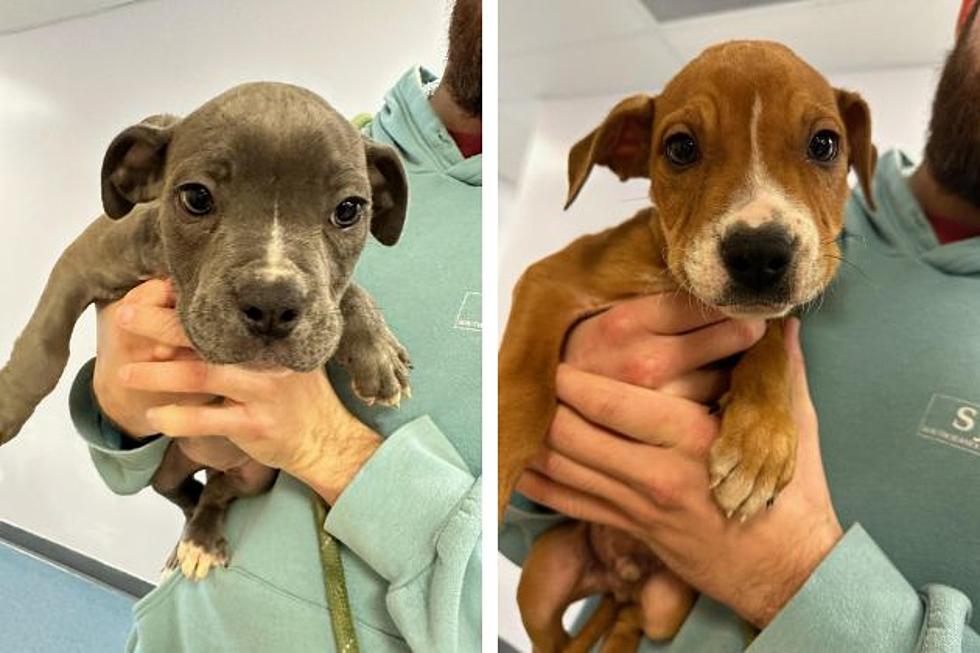 3 puppies left to die in freezing NJ woods — who’s responsible?