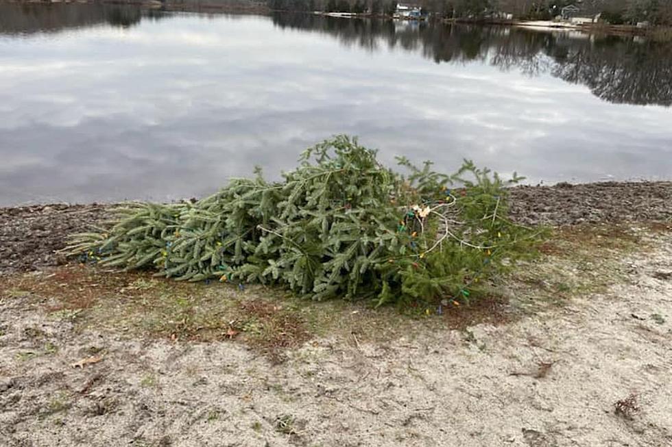 Bah Humbug — Vandals Cut Down Franklin Township's Christmas Tree