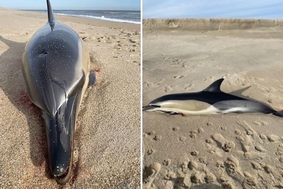 Dolphin stranded on NJ beach marks sad milestone for 2023
