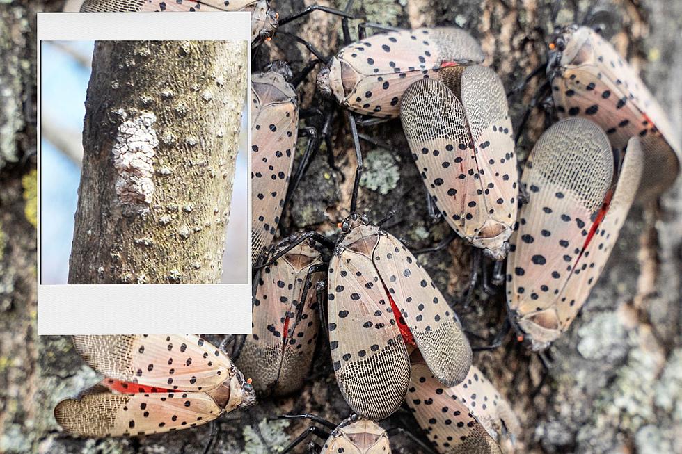 NJ is offering $3.7M to communities to help fight the Spotted Lanternfly
