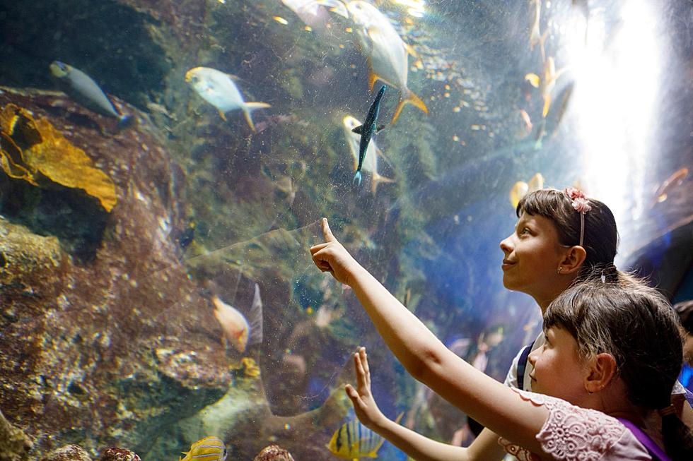 Unique winter experiences for kids at these zoos, aquariums in NJ