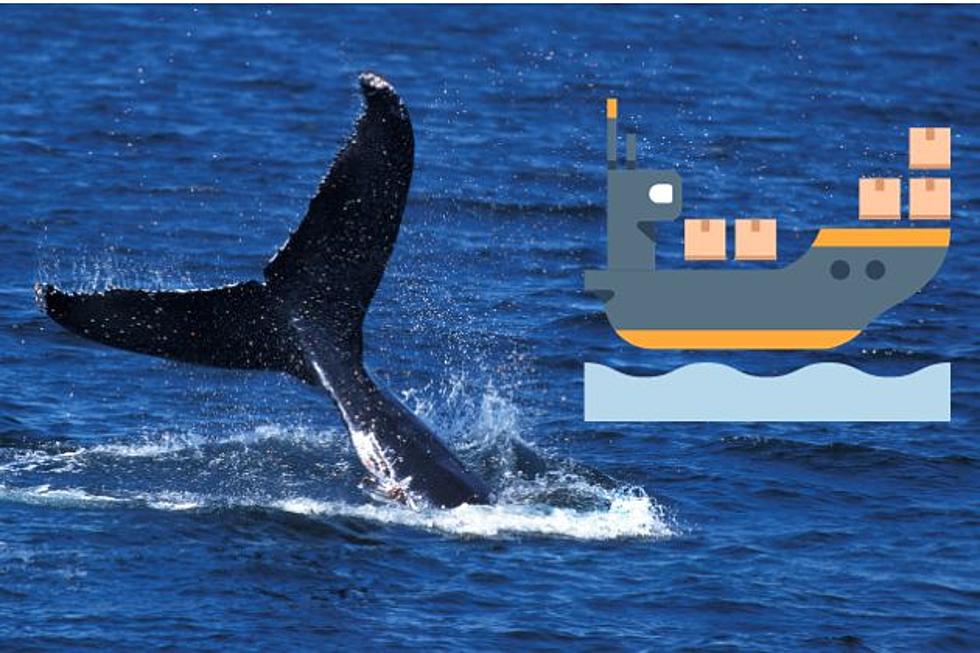 NJ groups: Whales are dying, and boats are the main culprit