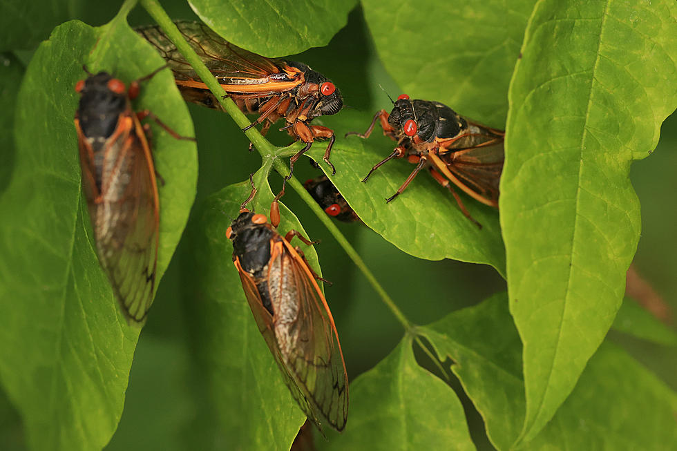 Here’s how close Brood 19 cicadas are coming to NJ this spring