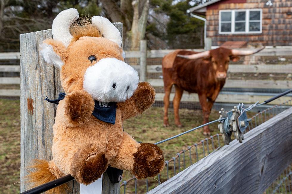 NJ Transit plushies raise thousands to care for a famous NJ bull