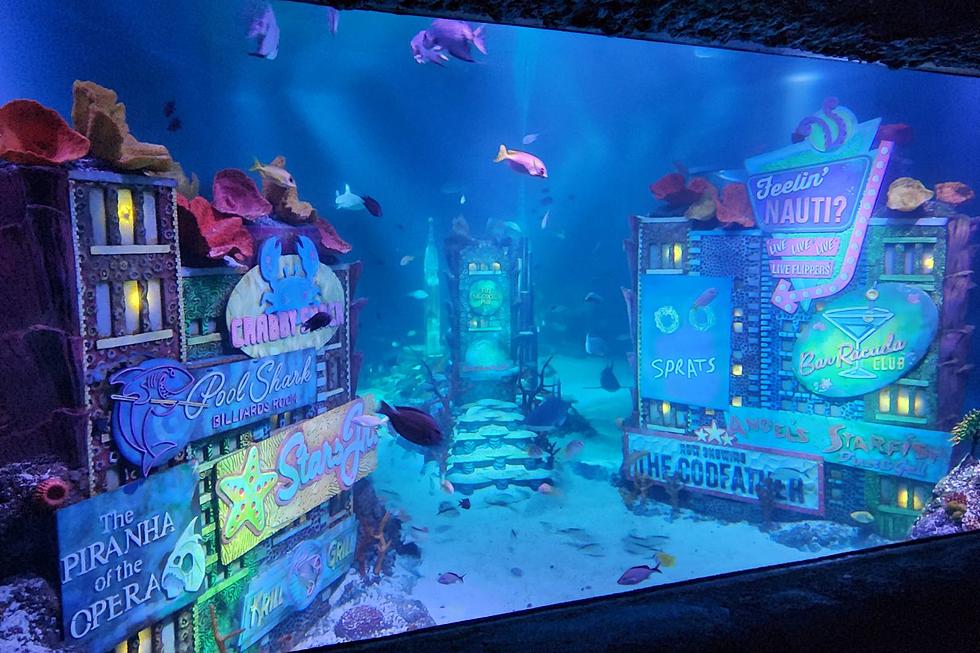 Codfather and more: NJ aquarium has this amazing NY Times Square theme tank